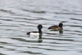 Portrait of a couple tufted ducks Aythya fuligula while swimmi