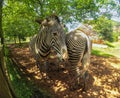 Portrait of a couple of zebras with a fish eye