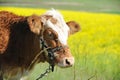 Portrait of a cow Royalty Free Stock Photo