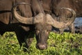 Portrait of cow African Cape buffalo.