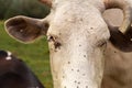 Portrait of a cow attacked by flies
