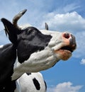 The portrait of cow on the background of blue sky, river and forest. Beautiful funny cow on cow farm. Royalty Free Stock Photo