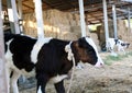 The portrait of cow on the background of farm Royalty Free Stock Photo