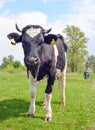 The portrait of cow on the background of field. Beautiful funny cow on cow farm. Royalty Free Stock Photo