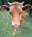 The portrait of cow on the background of field. Beautiful funny cow on cow farm. Young brown calf staring at the camera. Royalty Free Stock Photo