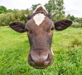 The portrait of cow Royalty Free Stock Photo