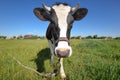 The portrait of cow on the background of field Royalty Free Stock Photo