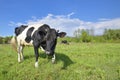 The portrait of cow with big snout on the background of green field. Farm animal. Grazing cow Royalty Free Stock Photo