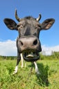 The portrait of cow with big snout on the background of green field. Farm animals Royalty Free Stock Photo