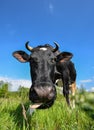 The portrait of cow with big snout on the background of green field. Farm animals. Grazing cow Royalty Free Stock Photo