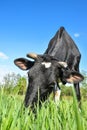 The portrait of cow with big snout on the background of green field. Farm animals. Grazing cow Royalty Free Stock Photo