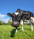 The portrait of cow with big snout on the background of green field. Farm animals. Grazing cow Royalty Free Stock Photo