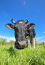 The portrait of cow with big snout on the background of green field. Farm animals Royalty Free Stock Photo