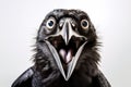 Portrait of cow bird with funny surprised expression on its face on light gray background Royalty Free Stock Photo