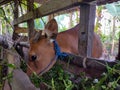 a potrait of a cow in a cage eating grass Royalty Free Stock Photo