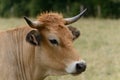 Portrait of cow from cattle breed La Maraichine