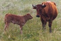 Portrait of cow and cattle standing on pasture in misty morning fog and sunrise light. Animal background Royalty Free Stock Photo