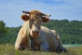 Portrait of a cow with a cowbell resting in a meadow Royalty Free Stock Photo