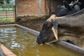 Portrait of a cow drinking water from a manger Royalty Free Stock Photo