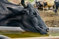 Portrait of a cow drinking water from a manger Royalty Free Stock Photo