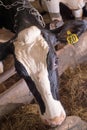 Portrait of cow feeding at farm. dairy industry