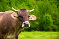 Portrait of a cow with flies on the face