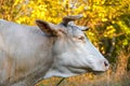 Portrait of a cow grazing on background of autumn forest. Royalty Free Stock Photo