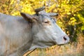 Portrait of a cow grazing on background of sunny autumn forest Royalty Free Stock Photo