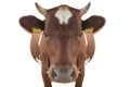 Portrait cow isolated Royalty Free Stock Photo