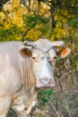 Portrait of a cow looking at camera on background of autumn forest. Royalty Free Stock Photo