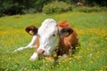 Portrait of a cow in a meadow along Vallunga Valley above Selva