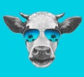 Portrait of Cow with mirror sunglasses. Royalty Free Stock Photo