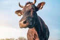 Portrait of a cow in the rays of the evening sun. The cow bowed her head to the side Royalty Free Stock Photo