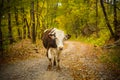 Portrait of a cow on a rural road in Bucovina Royalty Free Stock Photo