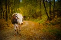 Portrait of a cow on a rural road in Bucovina Royalty Free Stock Photo
