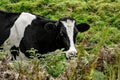 Portrait of cow stands in her pasture Royalty Free Stock Photo