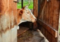 Portrait of a cow white-brown suit, lies in the barn of the village farm with an open door to the corral. She stepped into the Royalty Free Stock Photo