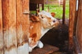 Portrait of a cow white-brown suit, lies in the barn of the village farm with an open door to the corral. She stepped into the Royalty Free Stock Photo