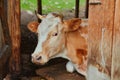 Portrait of a cow white-brown suit, lies in the barn of the village farm with an open door to the corral. She stepped into the Royalty Free Stock Photo