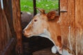Portrait of a cow white-brown suit, lies in the barn of the village farm with an open door to the corral. She stepped into the Royalty Free Stock Photo