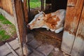 Portrait of a cow white-brown suit, lies in the barn of the village farm with an open door to the corral. She stepped Royalty Free Stock Photo