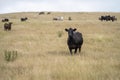 Portrait of cows in a field. Herd of cattle close up. White and brown cows. Australian Sustainable Beef steers on a agricultural