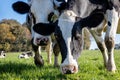 Portrait of cows at ground level