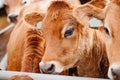 Portrait cows red jersey stand in stall eating hay. Dairy farm livestock industry Royalty Free Stock Photo