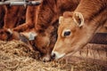 Portrait cows red jersey stand in stall eating hay. Dairy farm livestock industry Royalty Free Stock Photo