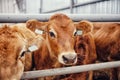 Portrait cows red jersey stand in stall eating hay. Dairy farm livestock industry Royalty Free Stock Photo