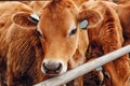 Portrait cows red jersey stand in stall eating hay. Dairy farm livestock industry Royalty Free Stock Photo