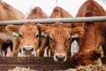 Portrait cows red jersey stand in stall eating hay. Dairy farm livestock industry Royalty Free Stock Photo