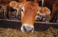 Portrait cows red jersey stand in stall eating hay. Dairy farm livestock industry Royalty Free Stock Photo