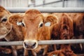 Portrait cows red jersey stand in stall eating hay. Dairy farm livestock industry Royalty Free Stock Photo